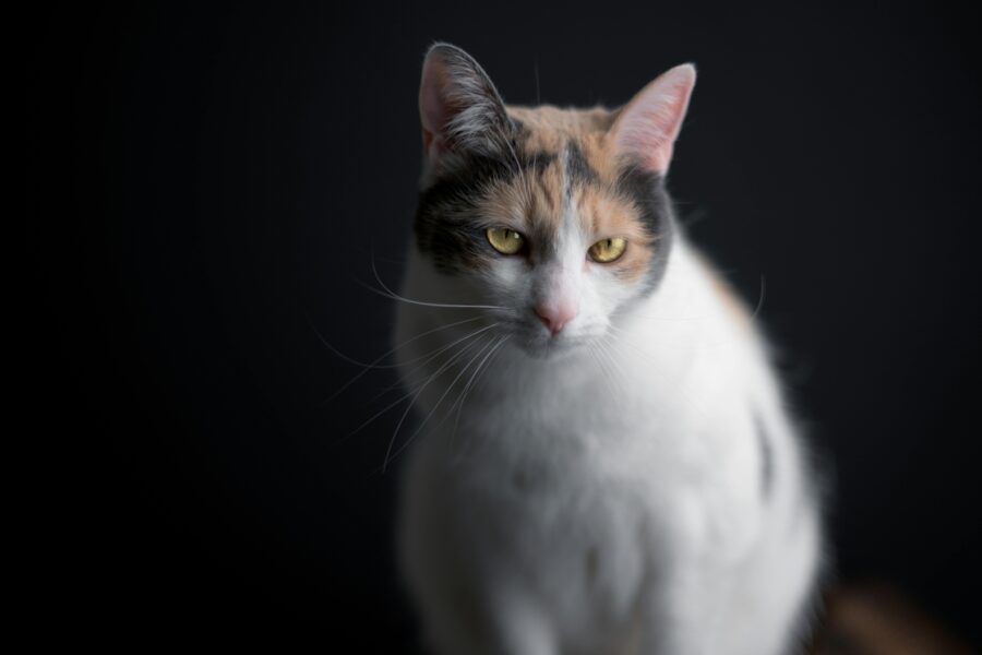 Calico Cat Names That Match Their Confident Charm