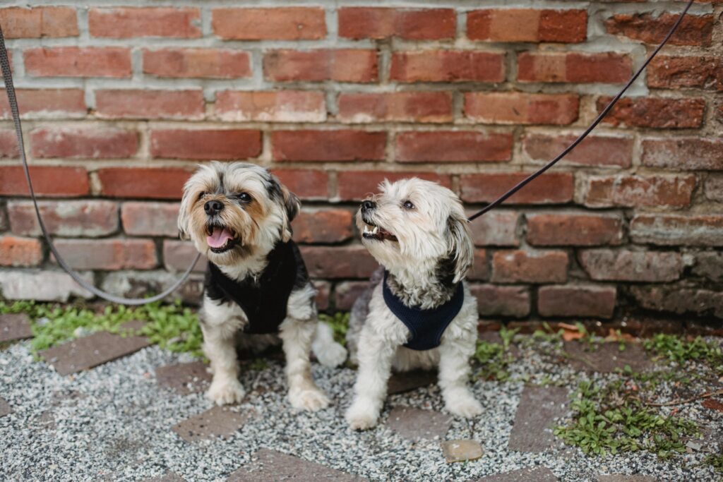 Small Dog Names 250 Ideas For Tiny Breeds Sep 2026 Small Dog Names 250 Ideas For Tiny Breeds Sep 2026