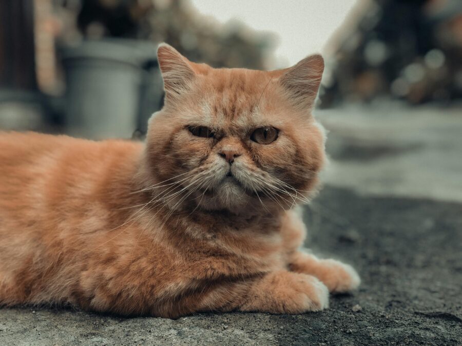 100 Orange Cat Names That Are Totally Ginger